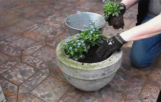 Vergissmeinnicht - Einpflanzen in ein Gefäß Vergissmeinnicht - Einpflanzen in ein Gefäß