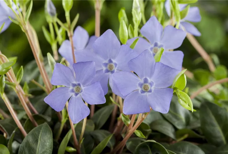 Vinca minor