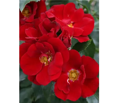 Rose 'Marondo' -R- Rose 'Marondo' -R-