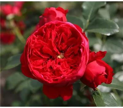 Rose 'Florentina' -R- Rose 'Florentina' -R-