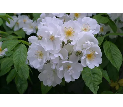 Rose 'Bobby James' Rose 'Bobby James'