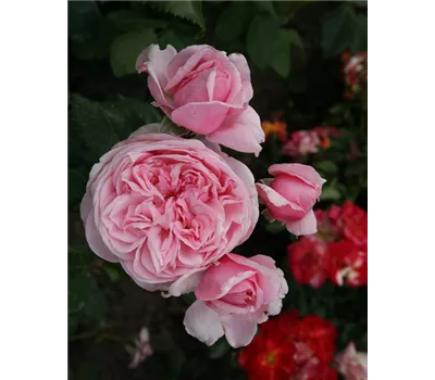 Rose 'Kiss me Kate' -R- Rose 'Kiss me Kate' -R-