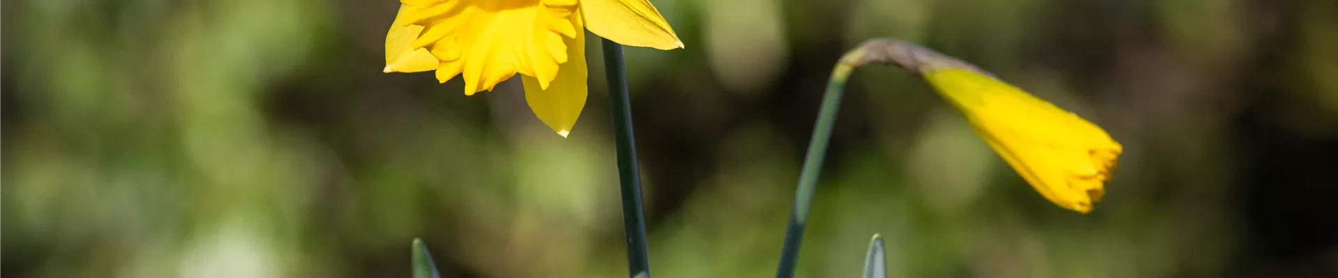Narcissus pseudonarcissus, gelb Narcissus pseudonarcissus, gelb