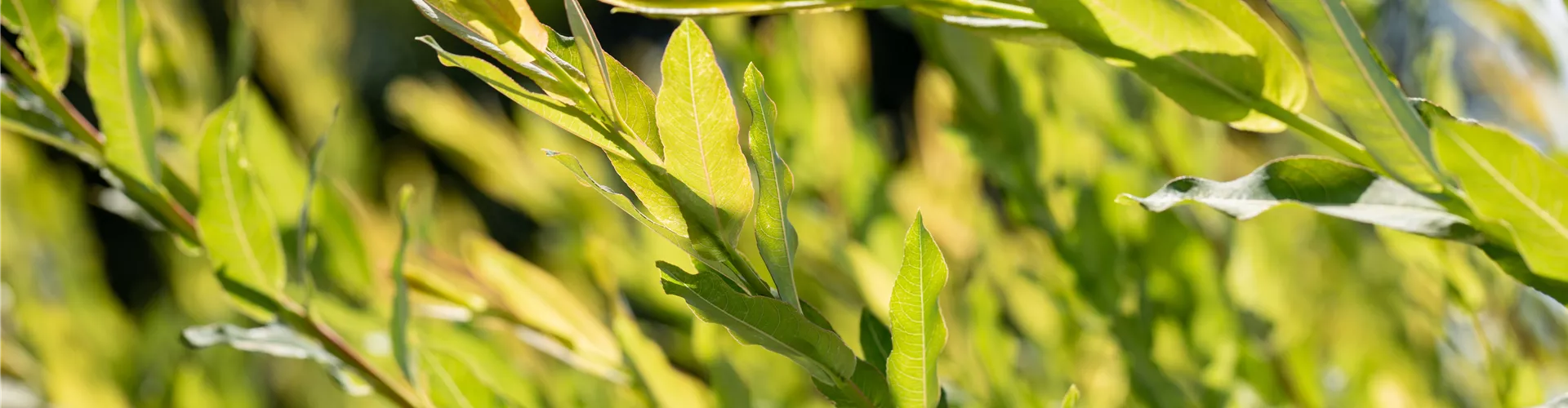 Salix purpurea Salix purpurea