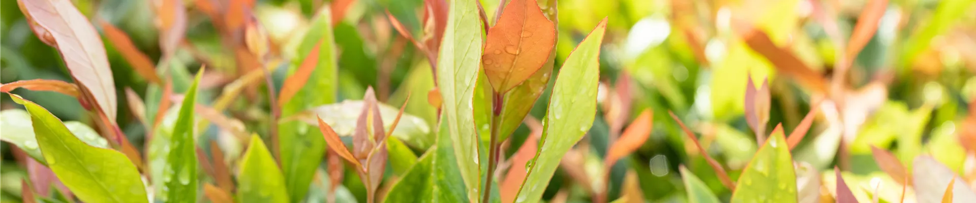 Leucothoe fontanesiana 'Little Flames' Leucothoe fontanesiana 'Little Flames'