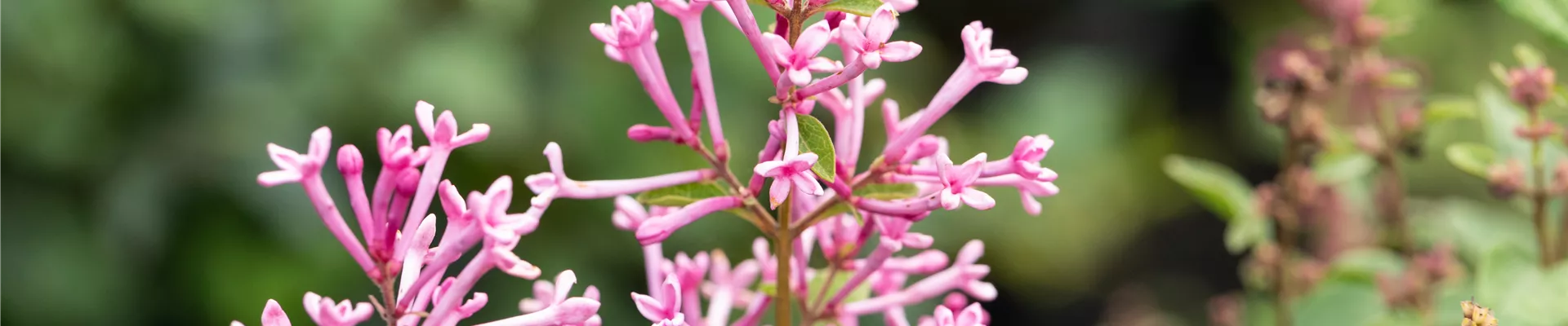 Syringa 'Bloomerang® Pink Perfume'(s) Syringa 'Bloomerang® Pink Perfume'(s)