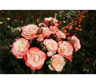 Rose 'Auf die Freundschaft' -R- Rose 'Auf die Freundschaft' -R-