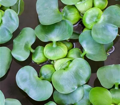 Eichhornia crassipes Eichhornia crassipes
