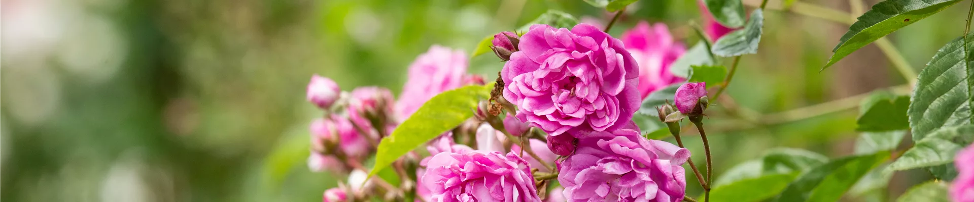 Rosa multiflora 'Taunusblümchen' Rosa multiflora 'Taunusblümchen'