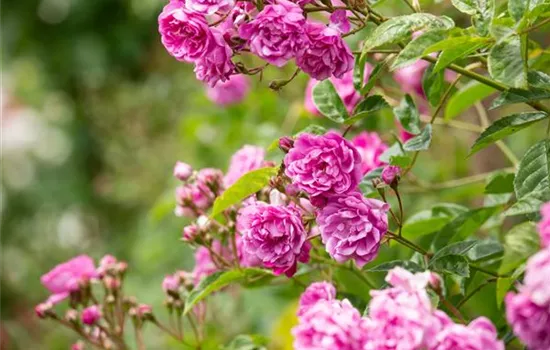 Die Rosenvielfalt begeistert mit vielen Arten Die Rosenvielfalt begeistert mit vielen Arten