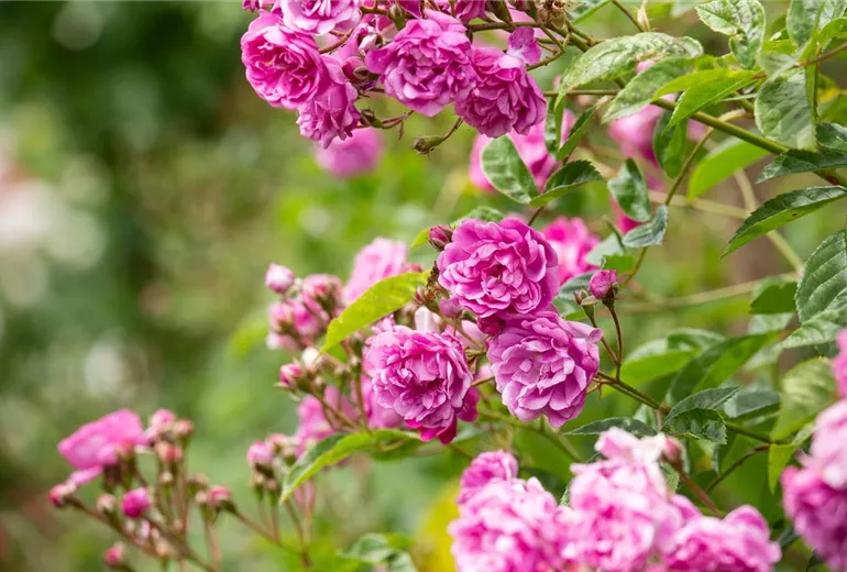 Rosa multiflora 'Taunusblümchen' Rosa multiflora 'Taunusblümchen'