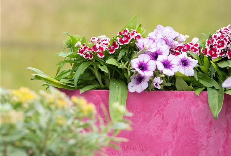 Dianthus barbatus, Petunia
