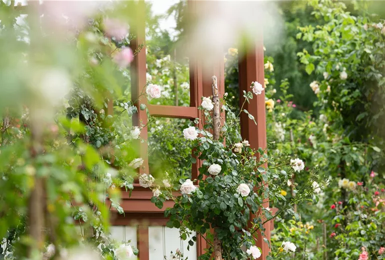 GS621193.jpg GS621193.jpg