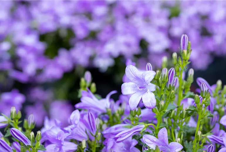 Campanula, blau Campanula, blau