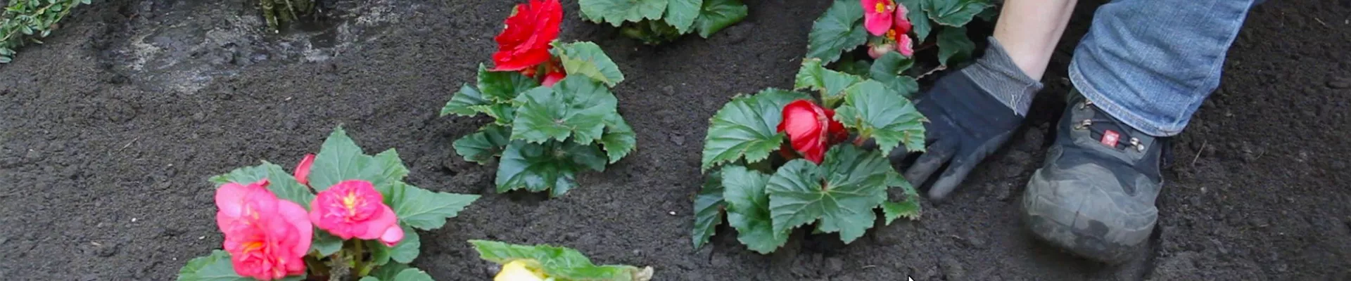 Knollenbegonie - Einpflanzen im Garten (thumbnail)