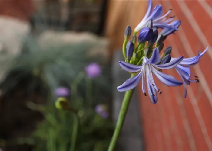 Afrikanische Schmucklilie - Einpflanzen im Garten Afrikanische Schmucklilie - Einpflanzen im Garten