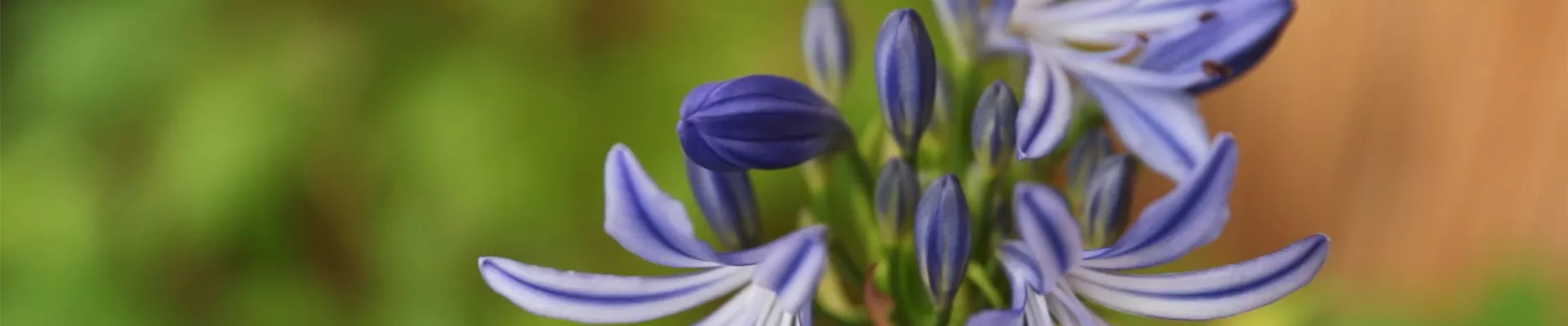 Afrikanische Schmucklilie - Einpflanzen in ein Gefäß (Thumbnail) Afrikanische Schmucklilie - Einpflanzen in ein Gefäß (Thumbnail)