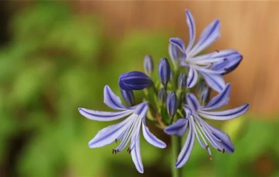 Afrikanische Schmucklilie - Einpflanzen in ein Gefäß Afrikanische Schmucklilie - Einpflanzen in ein Gefäß