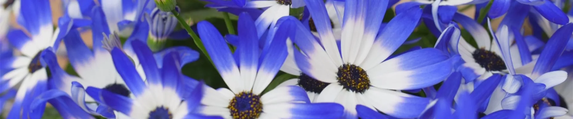 Aschenblume - Einpflanzen im Garten (Thumbnail) Aschenblume - Einpflanzen im Garten (Thumbnail)