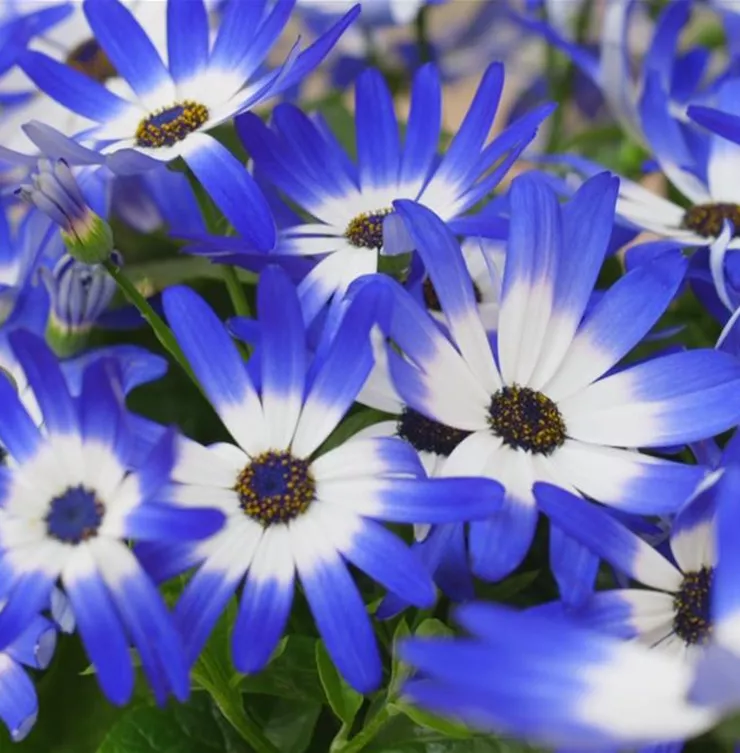 Aschenblumen - Einpflanzen im Garten Aschenblumen - Einpflanzen im Garten