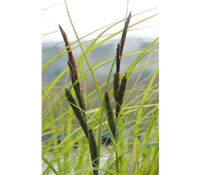 Carex acuta Carex acuta