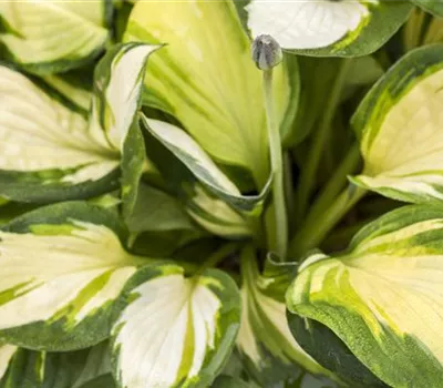 Hosta fortunei 'Gold Standard' Hosta fortunei 'Gold Standard'