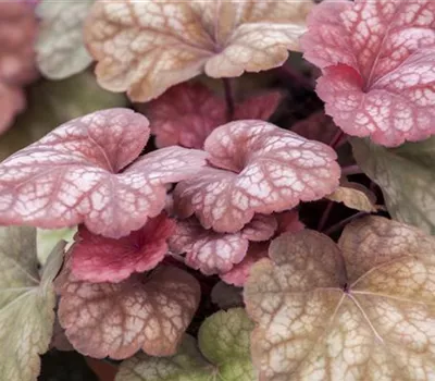 Heuchera Hybr.'Amber Lady' -R- Heuchera Hybr.'Amber Lady' -R-