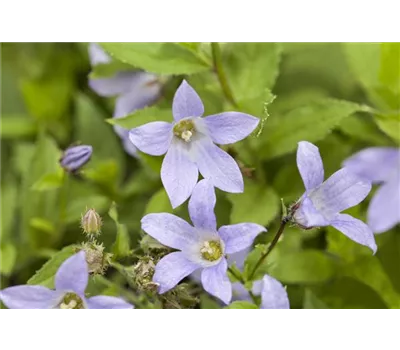 Campanula lactiflora 'Prichard' Campanula lactiflora 'Prichard'