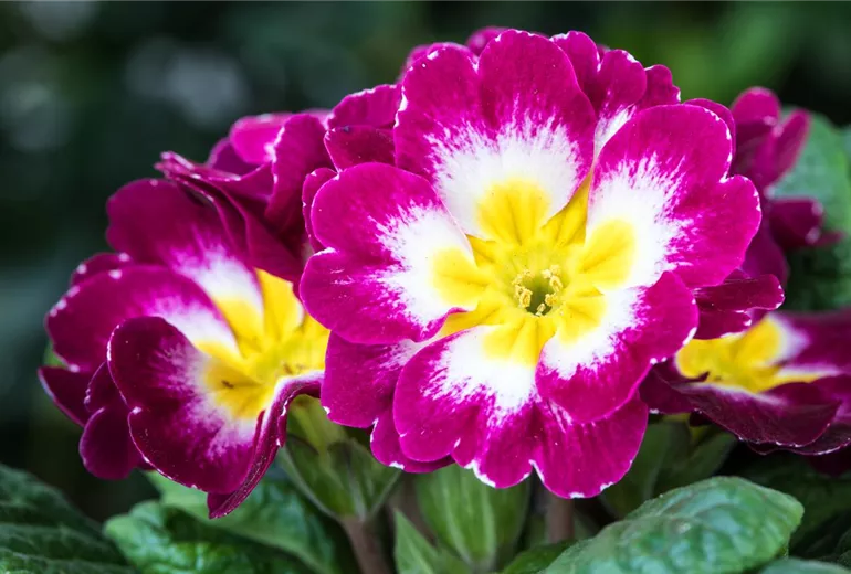 Primula vulgaris