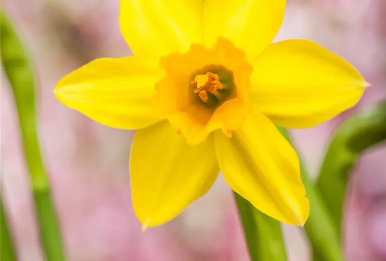 Narcissus