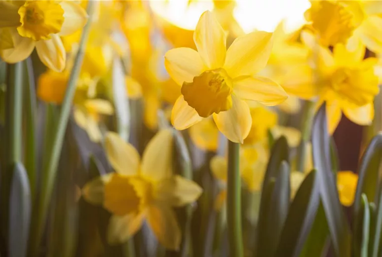 Narcissus