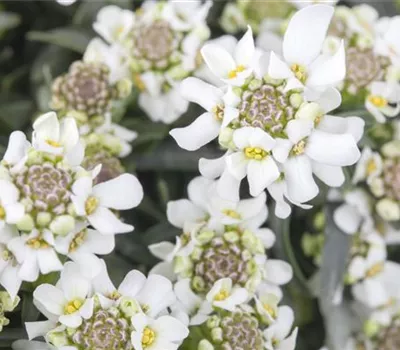 Iberis sempervirens 'Fischbeck' Iberis sempervirens 'Fischbeck'