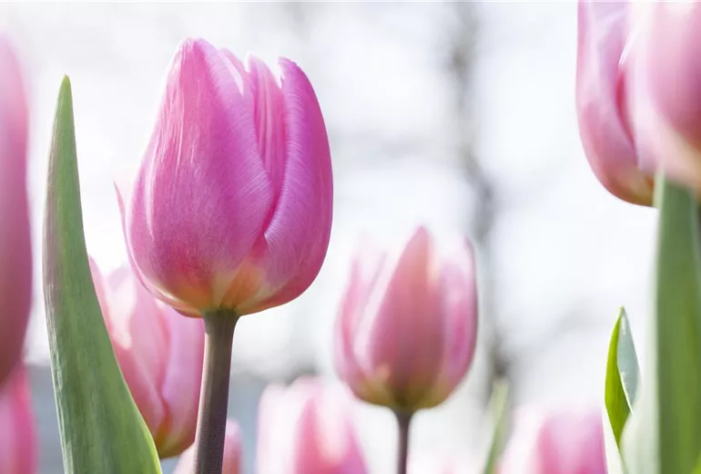 Tulipa 'Aafke'