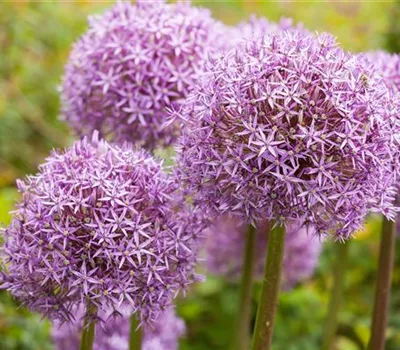 Allium Hybr. 'Ostara' Allium Hybr. 'Ostara'