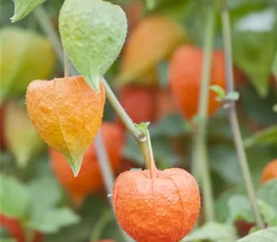 Physalis alkekengi var.franchetii Physalis alkekengi var.franchetii