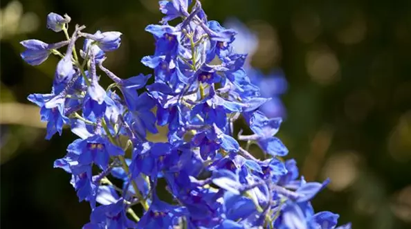 Delphinium x cultorum