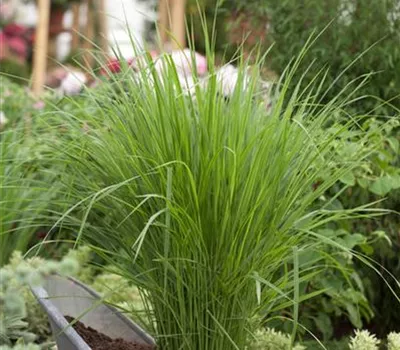 Panicum virgatum 'Northwind' Panicum virgatum 'Northwind'