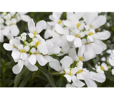 Iberis sempervirens 'Appen Etz' Iberis sempervirens 'Appen Etz'