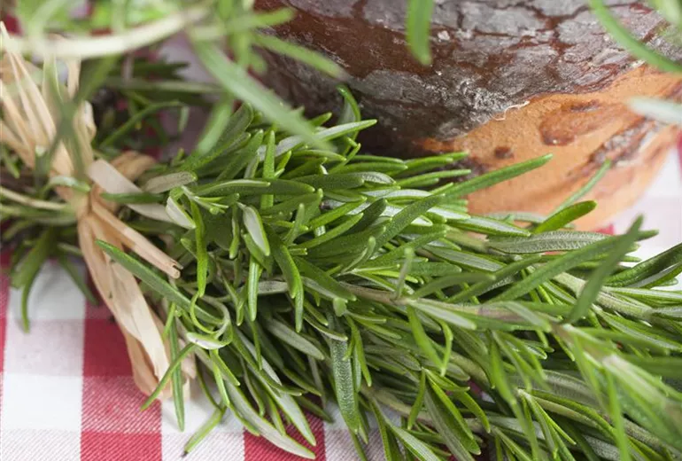 Rosmarinus officinalis Rosmarinus officinalis