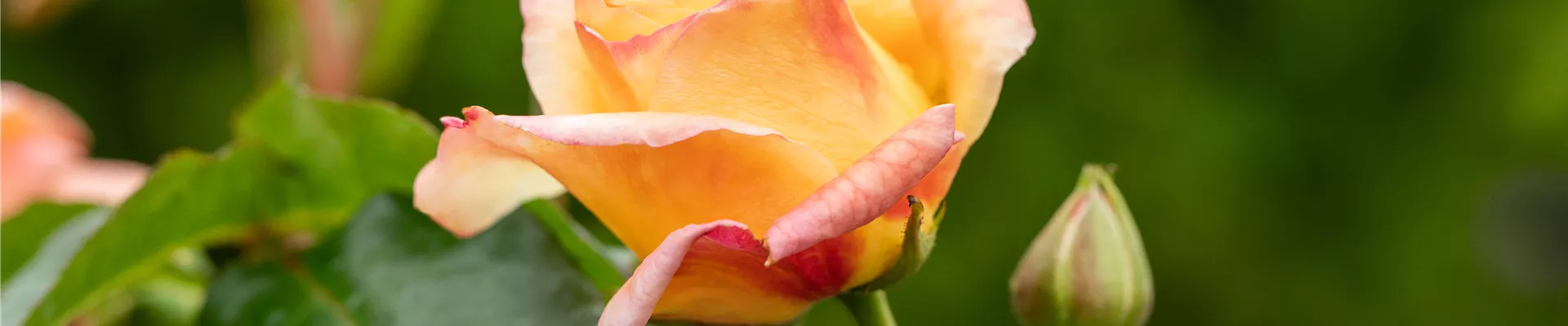 Beetrose, apricot Beetrose, apricot