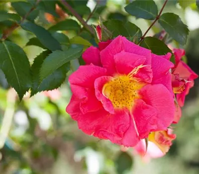 Rose gallica officinalis Rose gallica officinalis