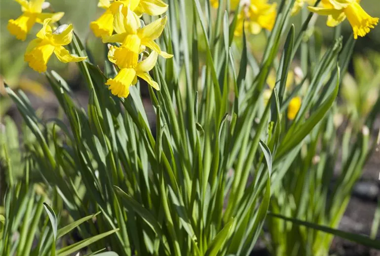 Narcissus
