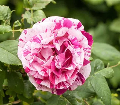 Rose 'Ferdinand Pichard' Rose 'Ferdinand Pichard'