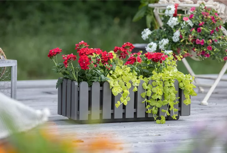 Verbena aufrecht, rot