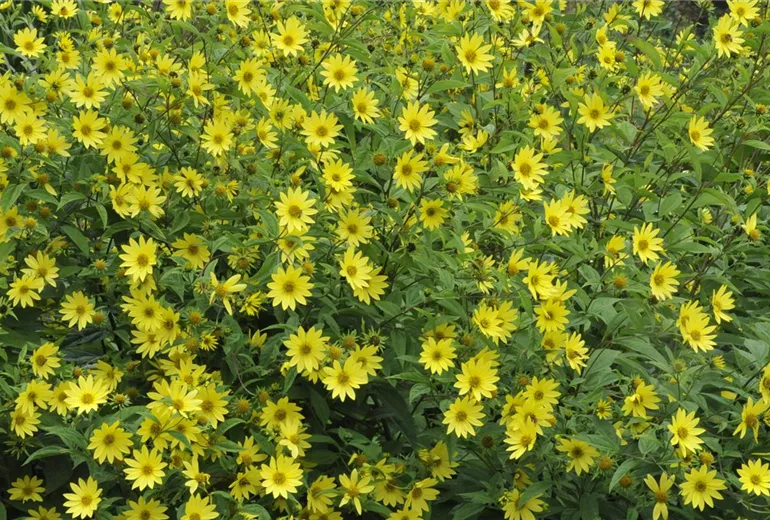 Helianthus microcephalus