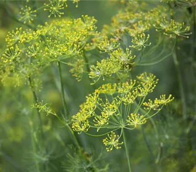 Anethum graveolens (Dill) 'Ella' Anethum graveolens (Dill) 'Ella'