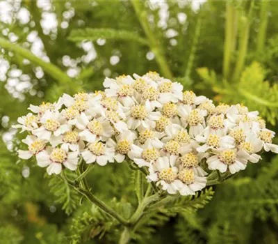 Achillea Filipend.-Hybr.'Heinrich Vogeler' Achillea Filipend.-Hybr.'Heinrich Vogeler'