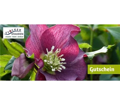 Individueller Gutschein