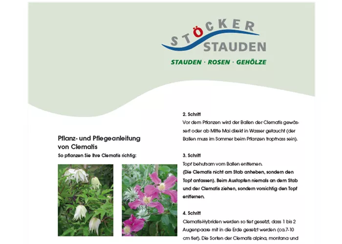 Pflegeanleitung - Clematis Pflegeanleitung - Clematis