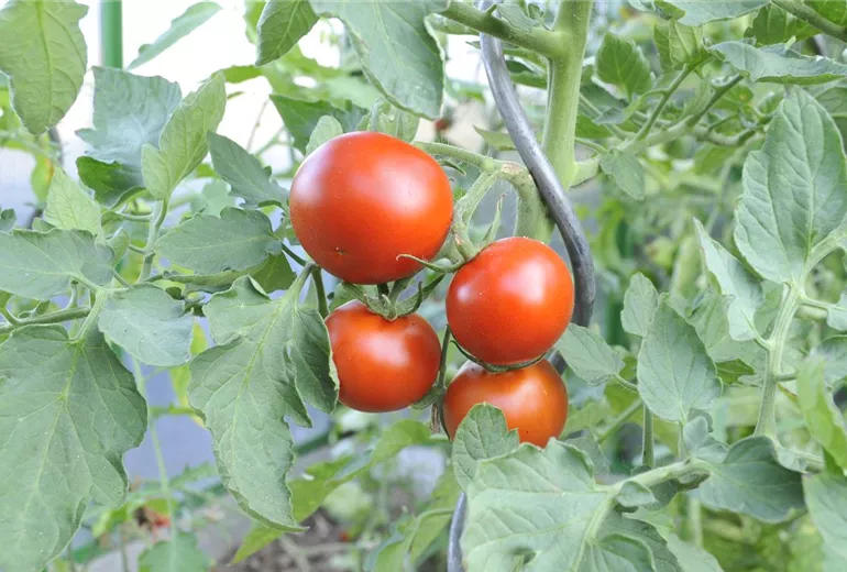 Solanum lycopersicum 'Sparta'